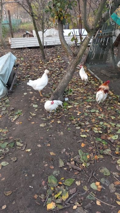 Koguty ozdobne  małe