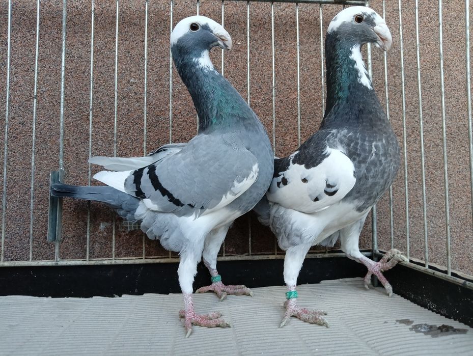 Para Niemiecki wystawowy z 2025r