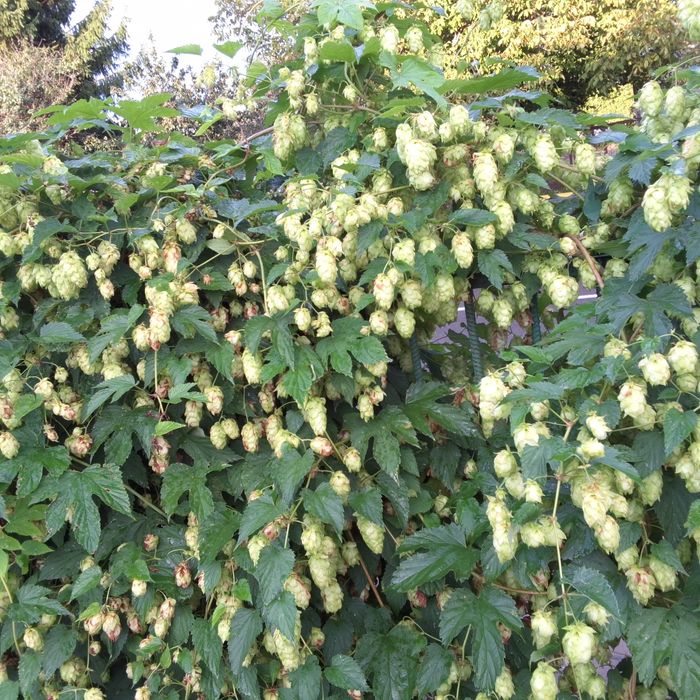 Хміль солодкий, медовий запах. Ціну пропонуйте