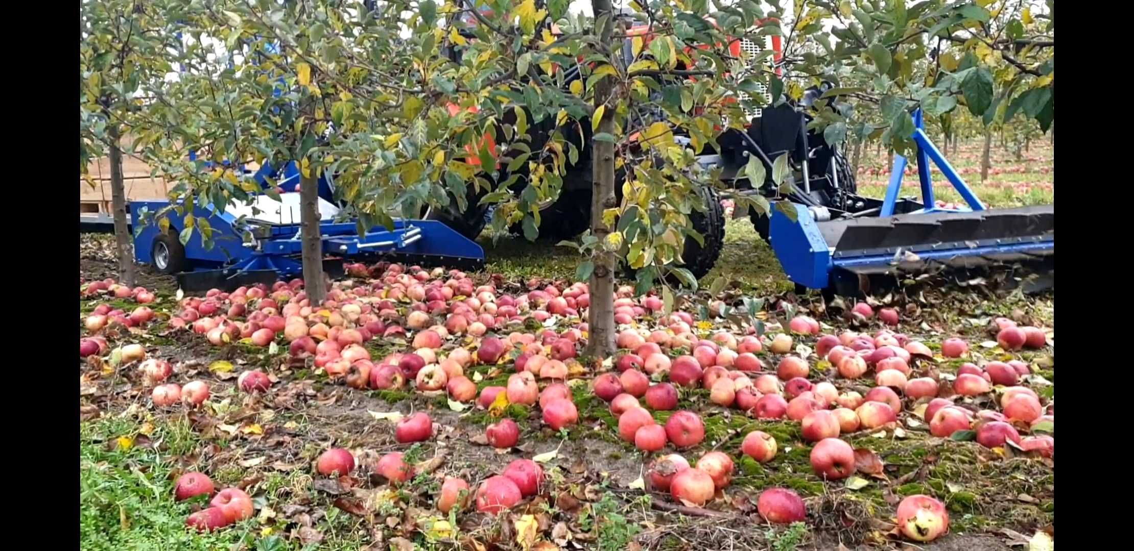 Kombajn do zbioru jabłek przemysłowych. Marka AP100,nowy na zamówienie