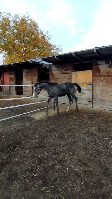 Klaczka Zangersheide po R-Champagne KZ