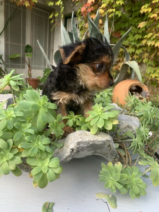 Yorkshire Terrier bebé