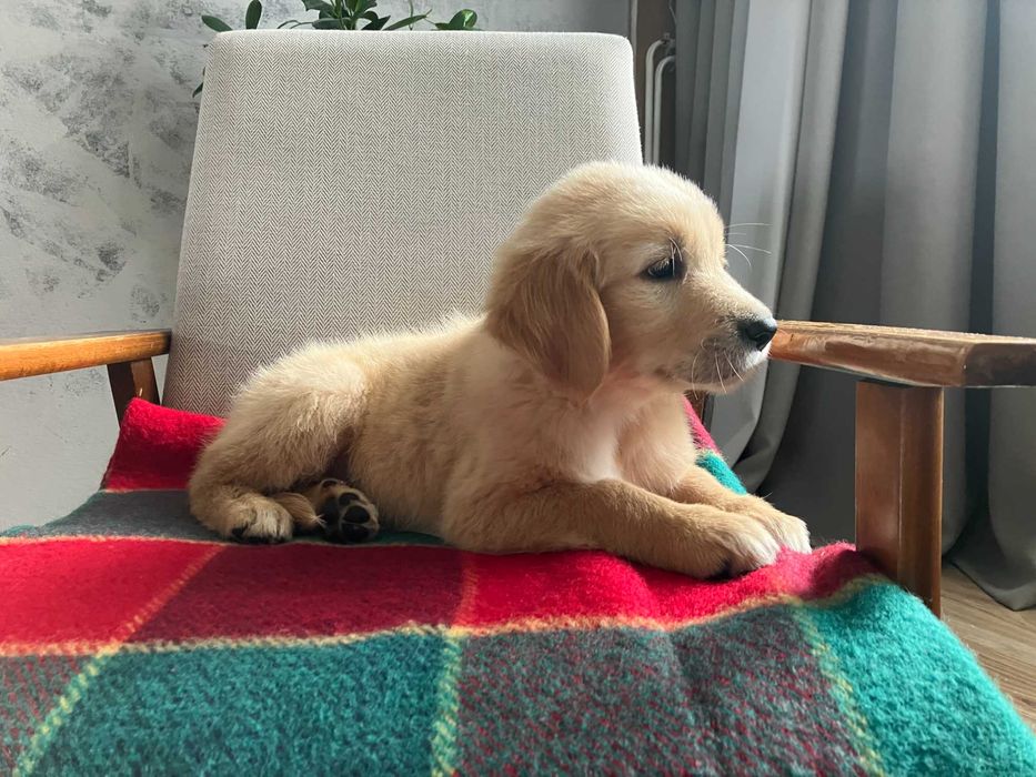 Golden Retriever Rasowy Metryka