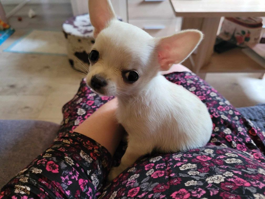 Biała Sunia Chihuahua