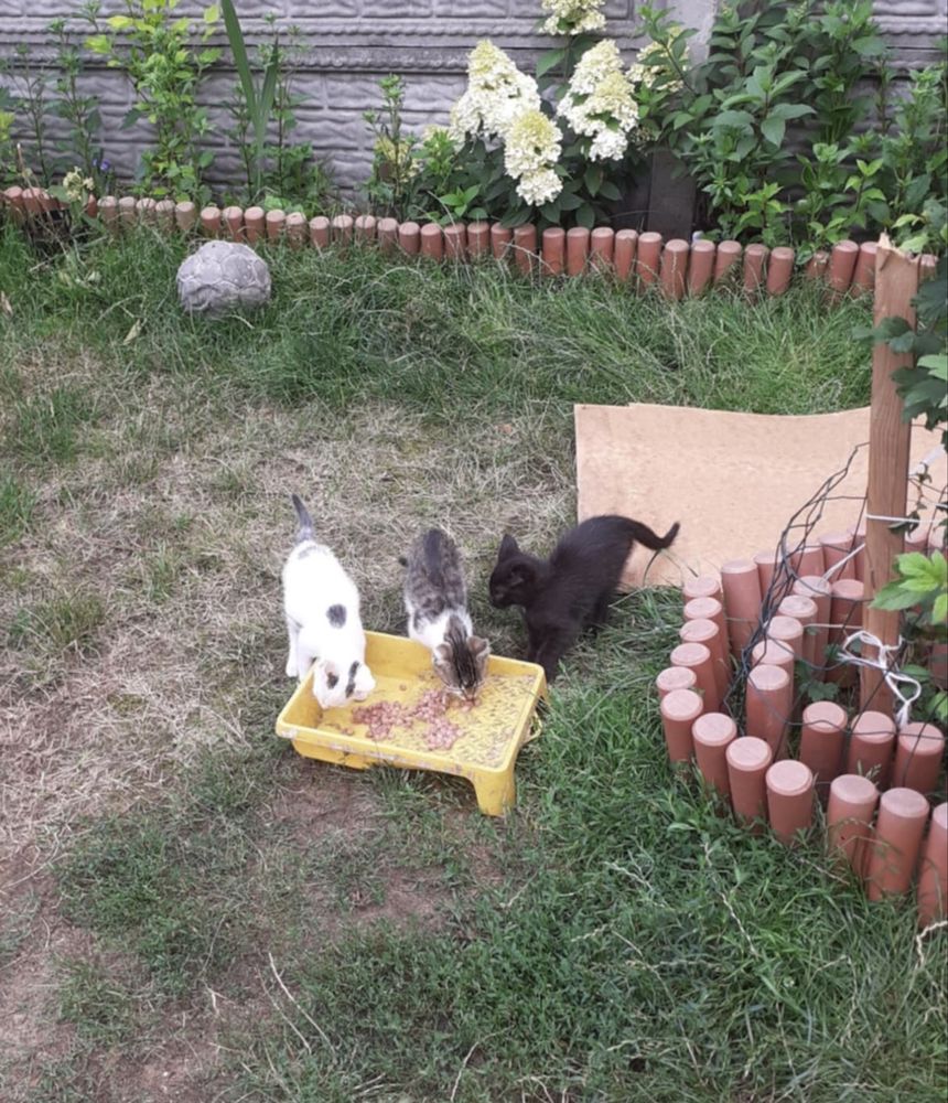 3 Maluchy szukają domku