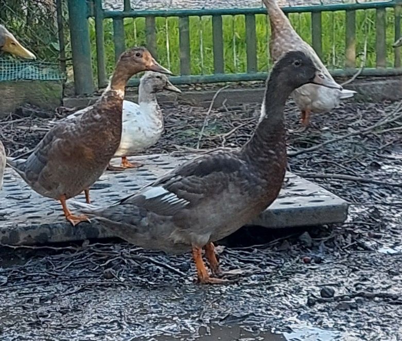 Kaczki mix z maja  2025