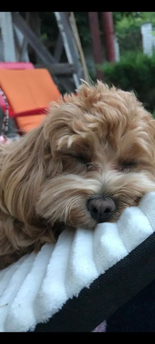 Девочки и мальчики мальтипу