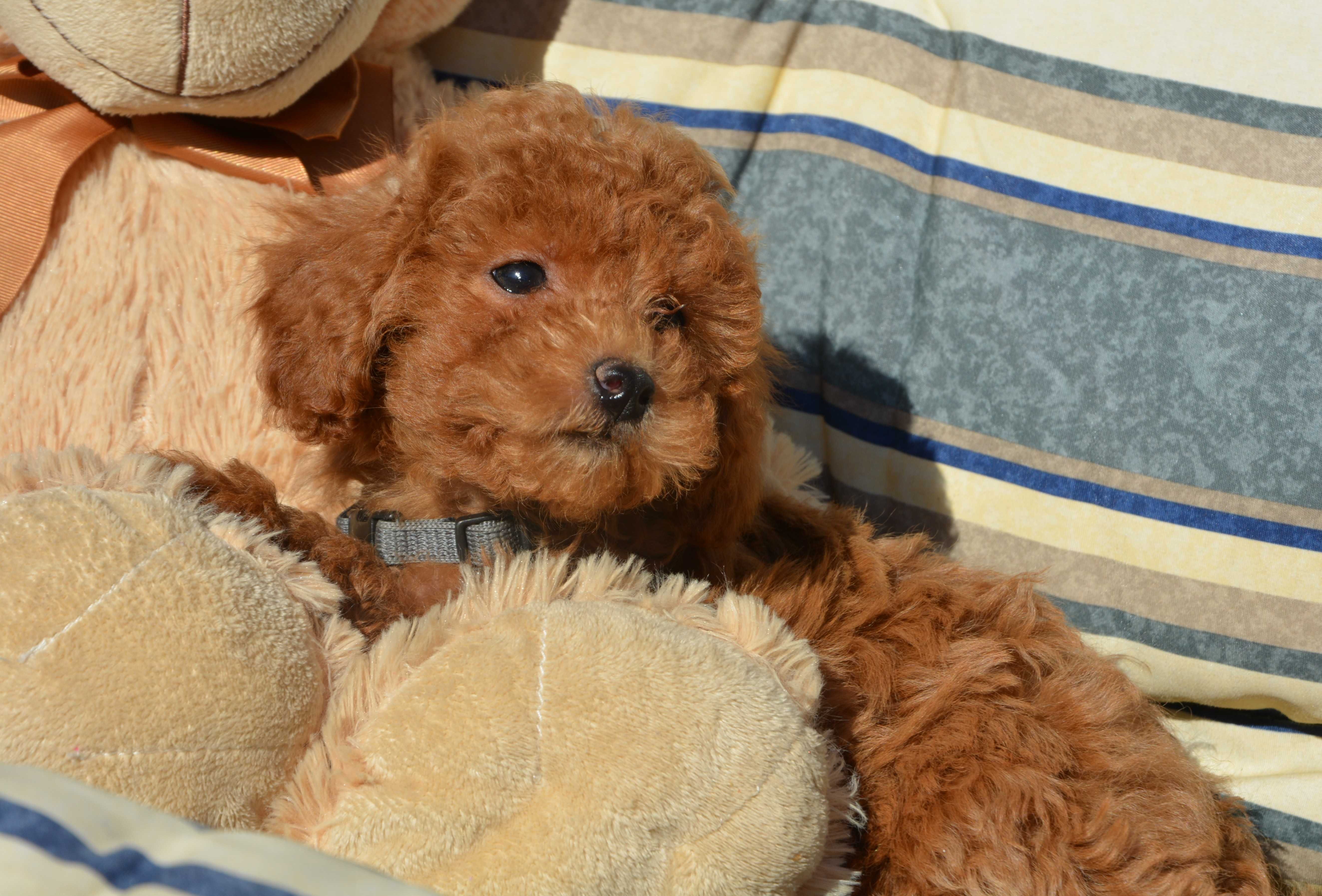 Piesek Maltipoo F1B Hodowla Centopia Warszawa