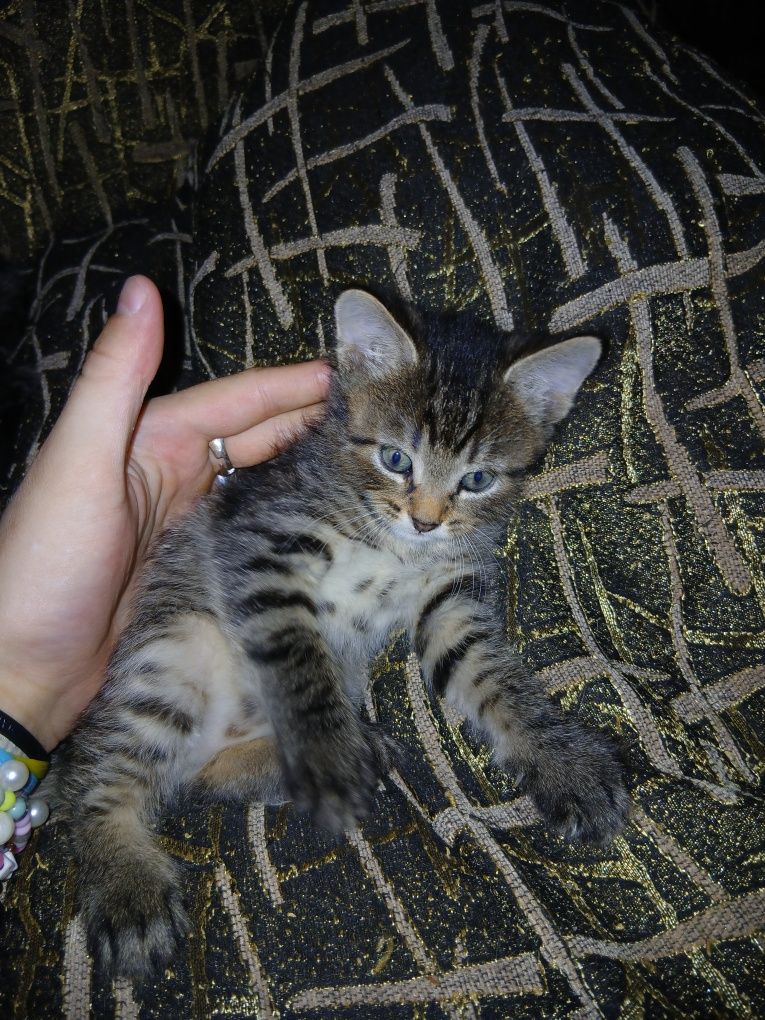 кошенята шукають люблячі домівки!