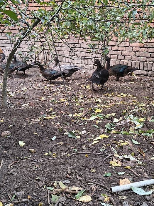 Kaczki piżmowe czarne i niebieski kaczor