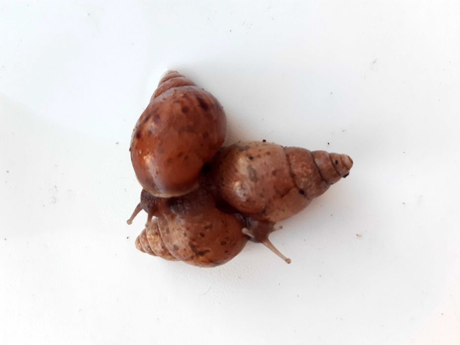 Малятка равлика-ахатина безкоштовно