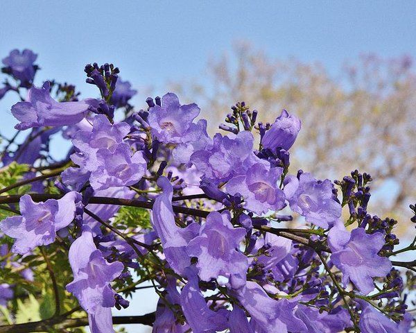 Jacarandá, Jacarandá