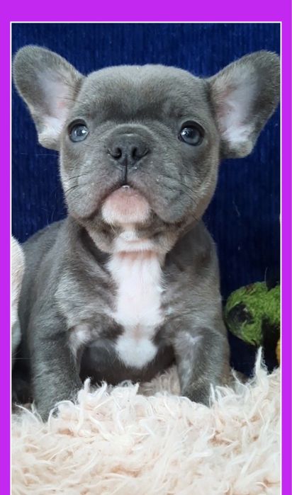 Породный голубой мальчик французик