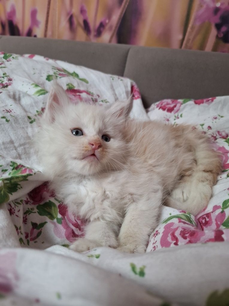Kocurek Maine Coon