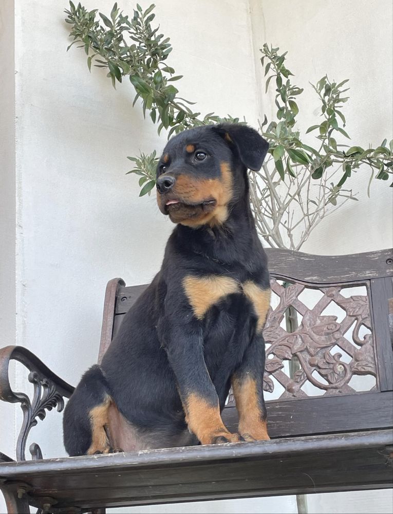 Szczeniak rottweiler gotowy do odbioru
