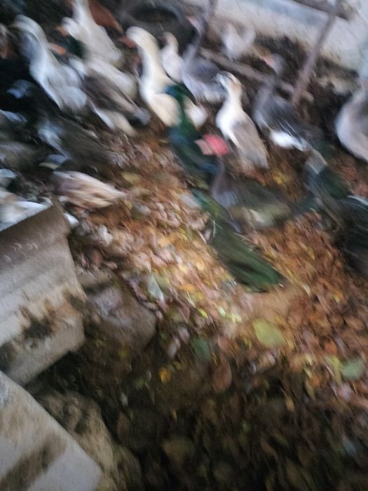 Kaczki staropolskie dworka kajuga mix