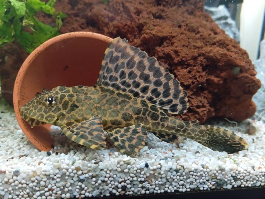 Plecostomus  leopardo