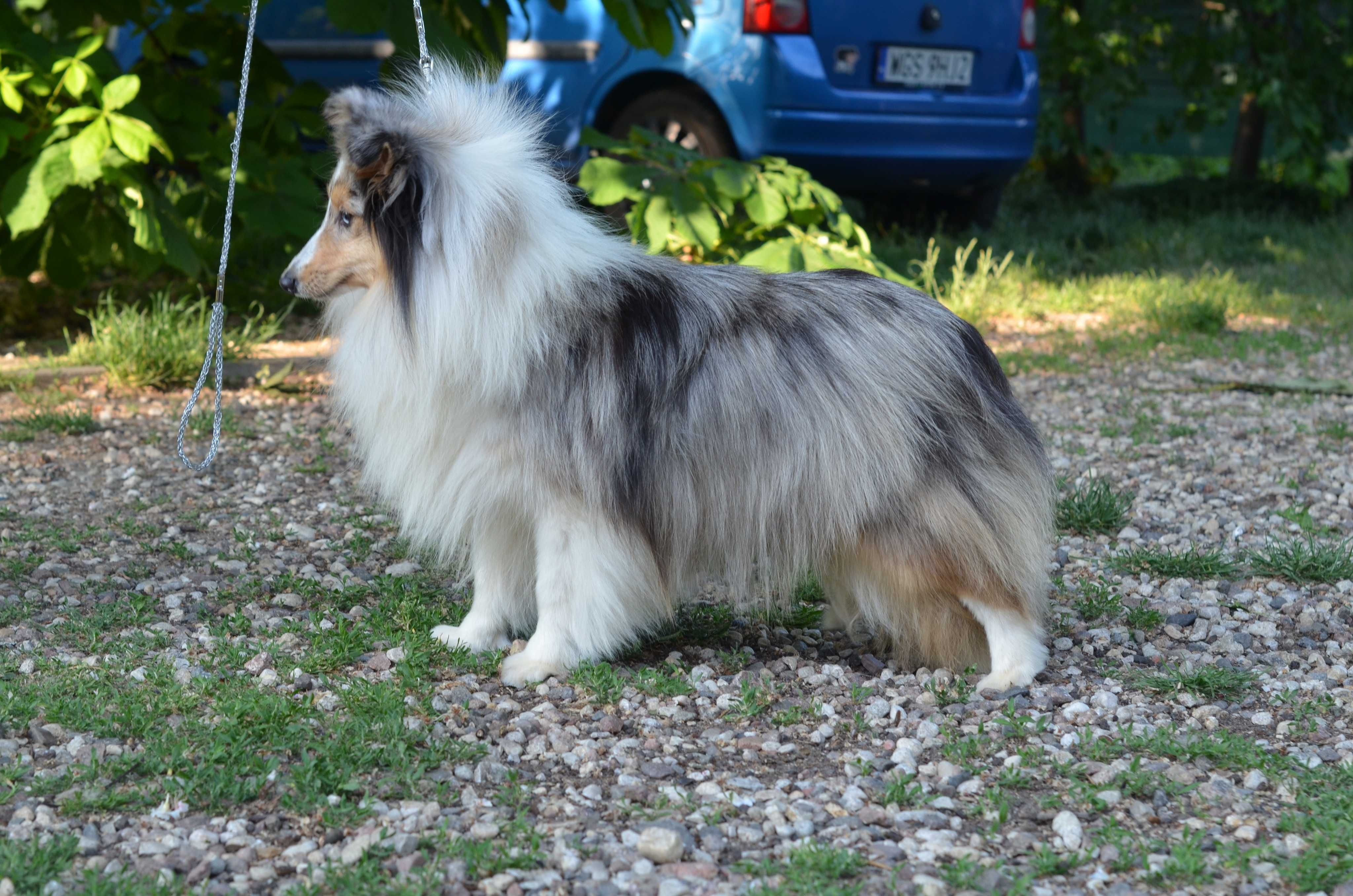 Sheltie - Owczarek szetlandzki-Cudny odchowany nie duży chłopczyk ZKwP