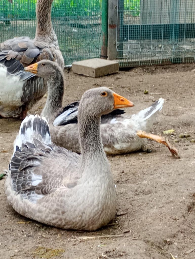 Gęsi landens , Gęsi kartuskie siodłate