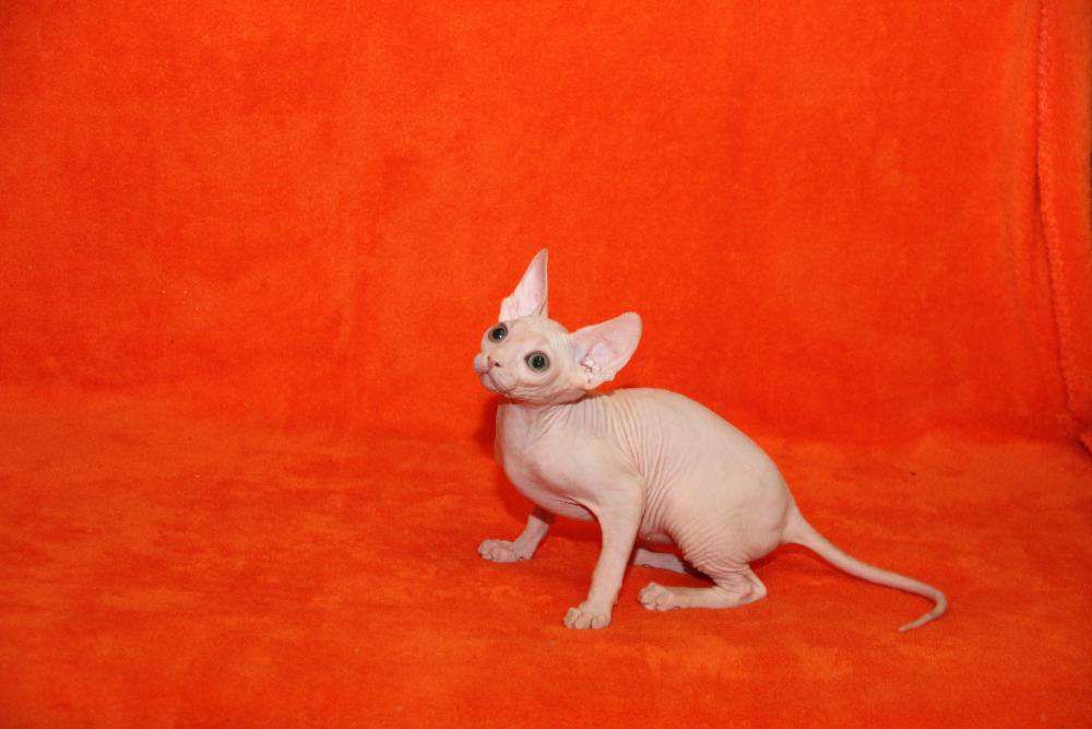 Голубоглазые котята