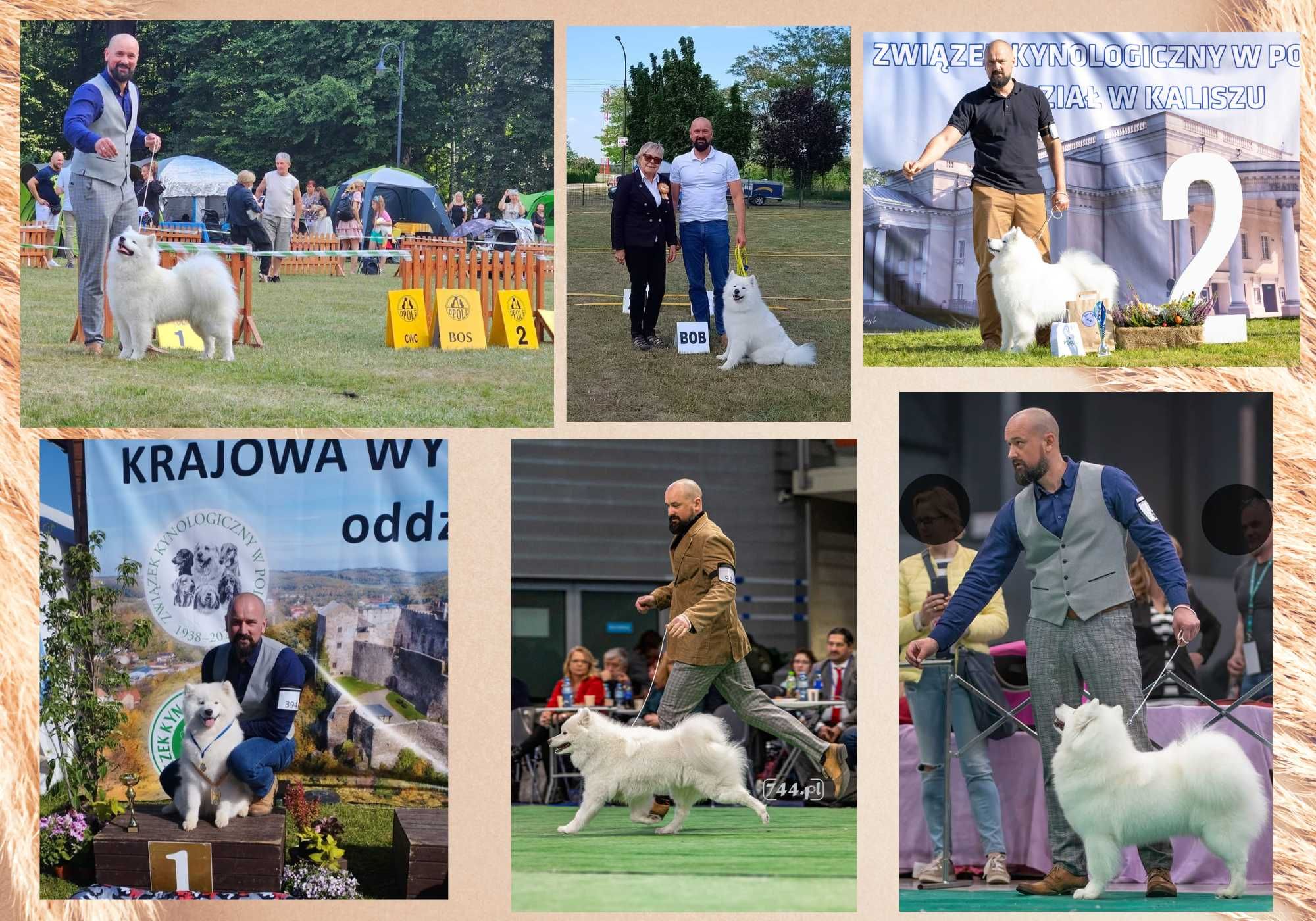 Samoyed, rezerwacja szczeniąt rodowód ZKwP, FCI,