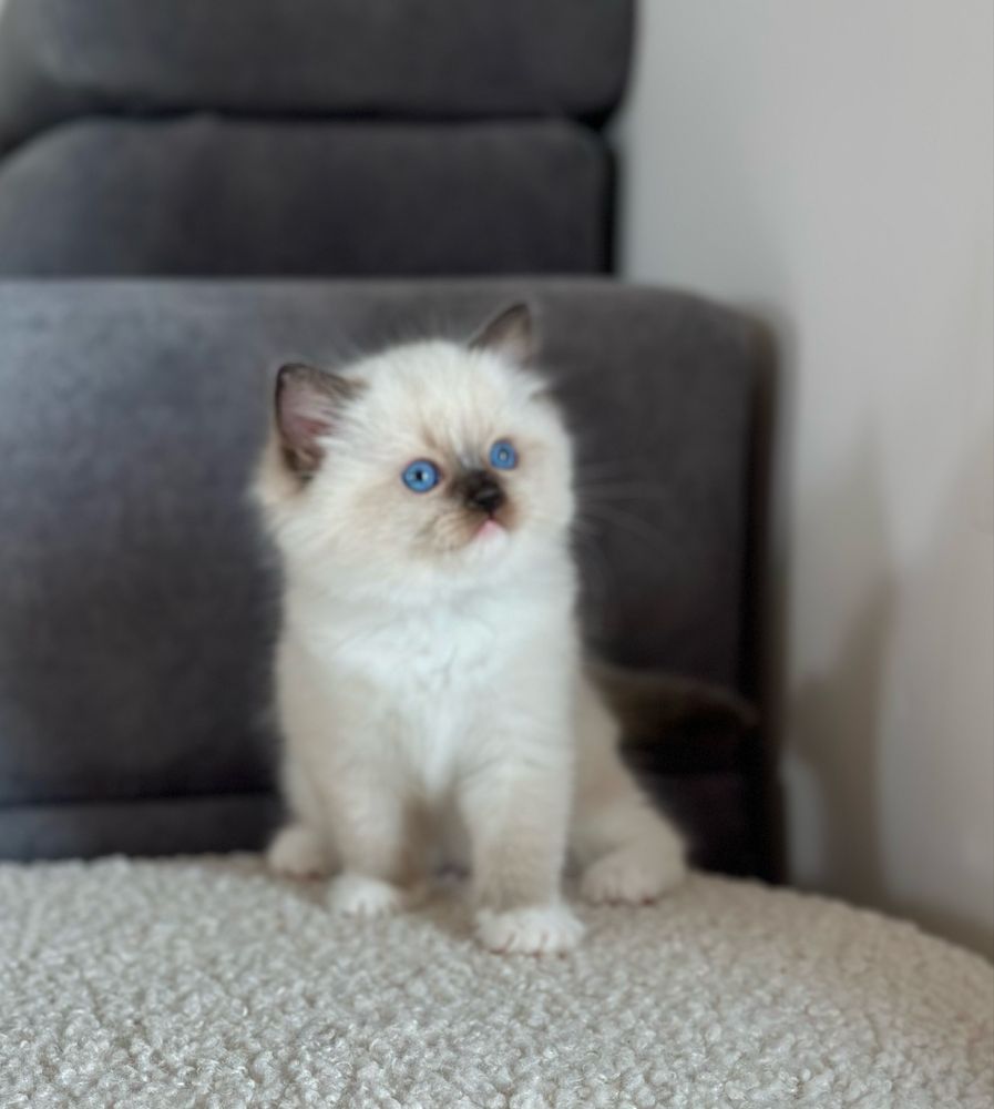 Puchata kotka ragdoll rodowód FIFE