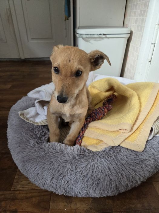 Отдам в хорошие руки