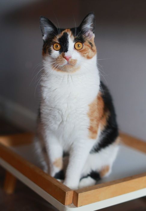 do adopcji: Serduszko i Róża.