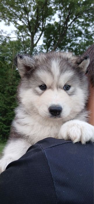 Szczeniak Syberian Husky