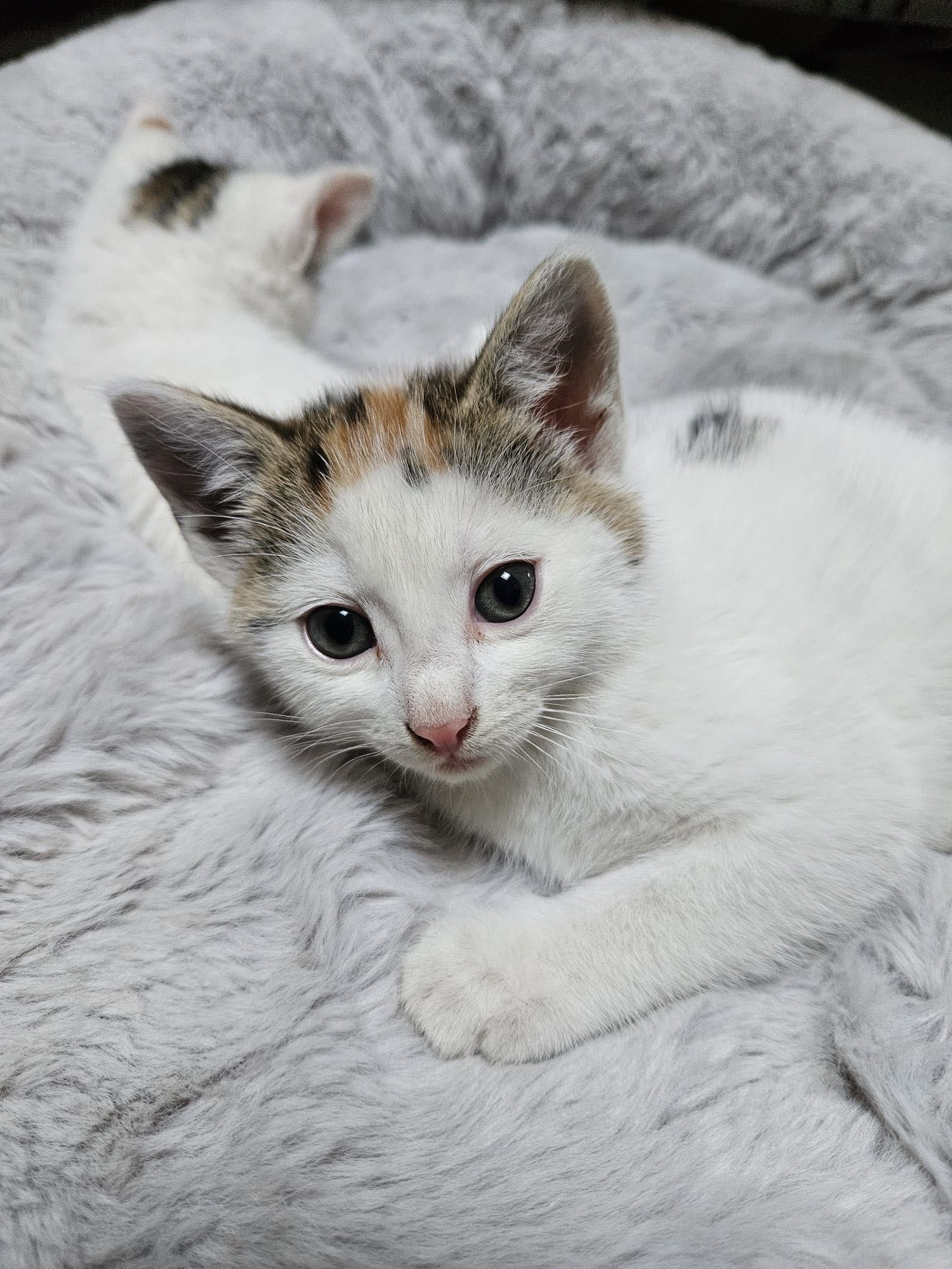 Małe słodkości do adopcji