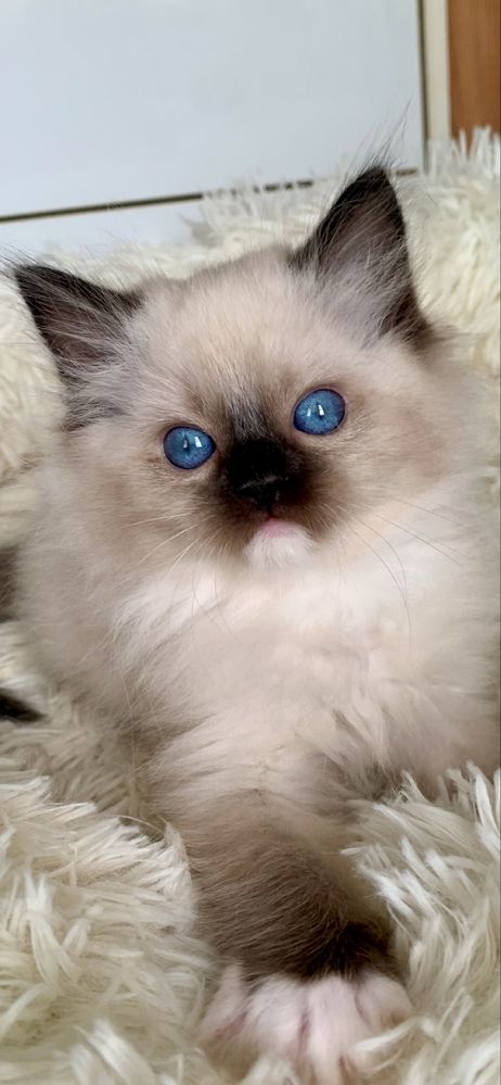 Ragdoll Kotka i Kocurek + paszport