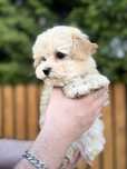 Piesek maltipoo malenki, tata z rodowodem FCI