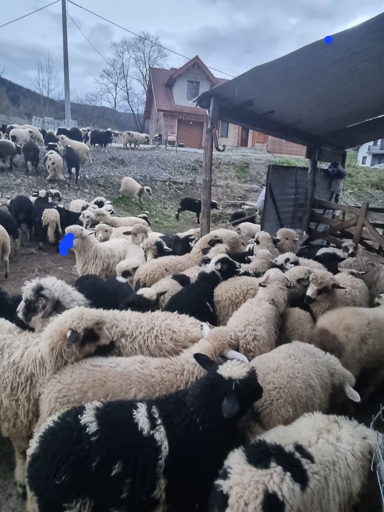 Witam mam do spszedania jagnięta