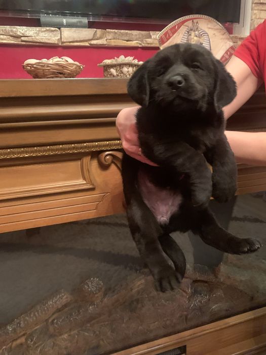 Продам цуценят Лабрадорів