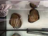 Vendo casal de discus piwowarosky