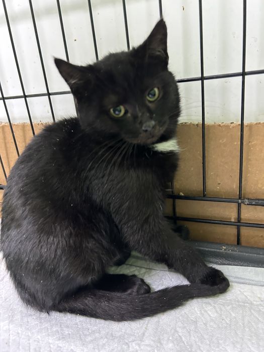 Кошенята котики шукають родини