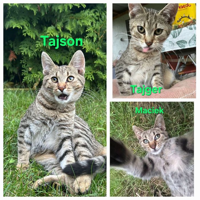 Kot, kotek, kocurek, żyje na działce, za darmo