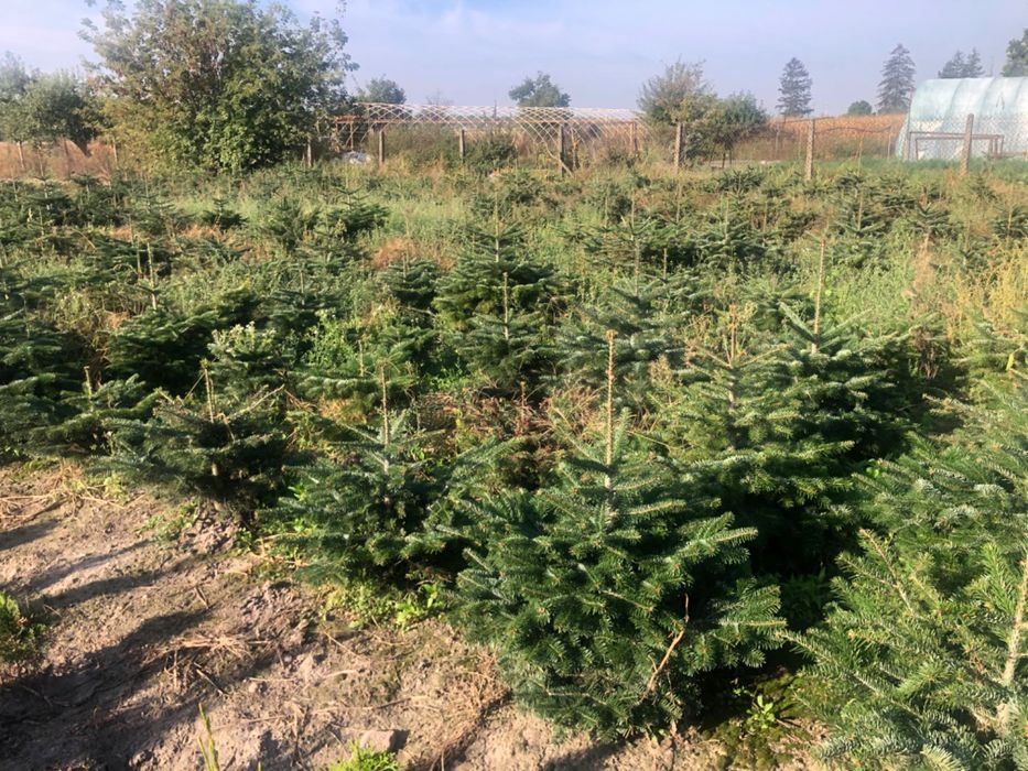 Jodła kaukaska doniczkowa 1/1.5 hurt detal