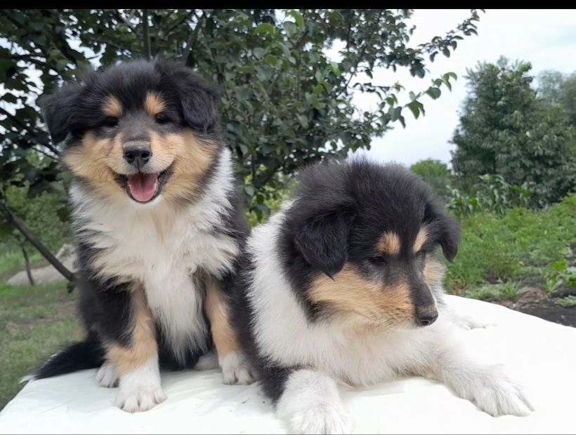 Колли АКУ девочка