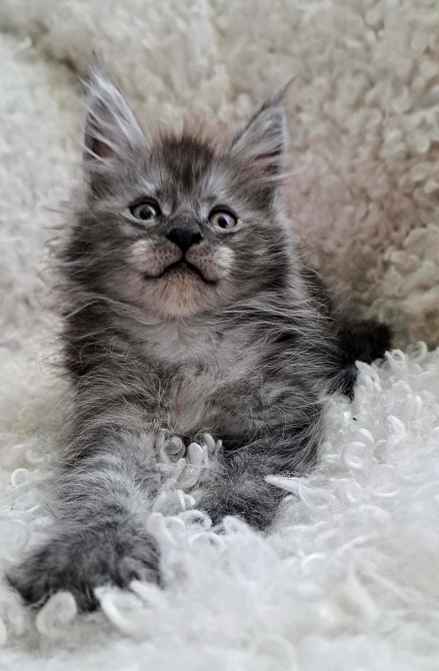 Doskonały ns Maine Coon