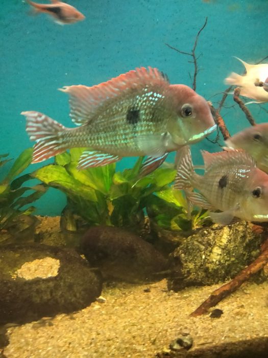 Геофагус красноголовый