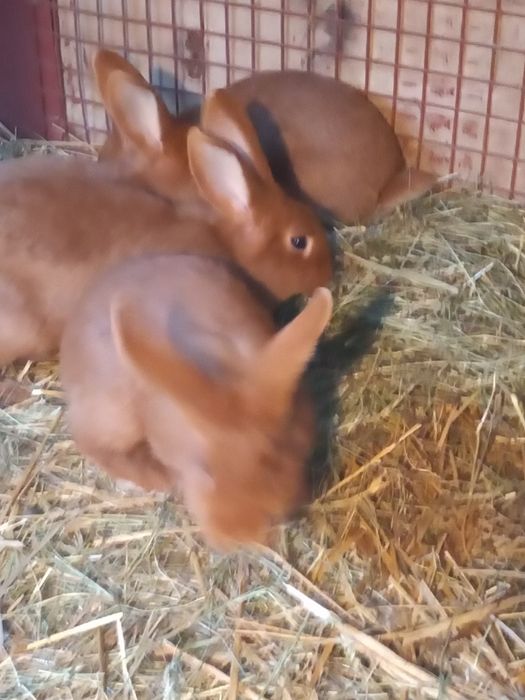 Króliki nowozelandzkie nc Ur 10maja 2025r