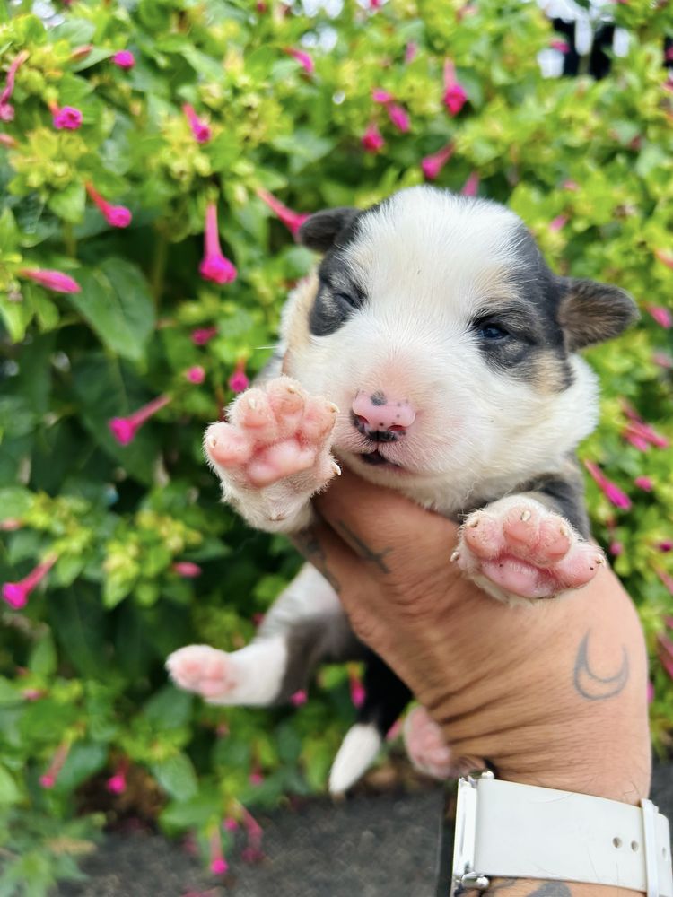 Menina border collie tricolor