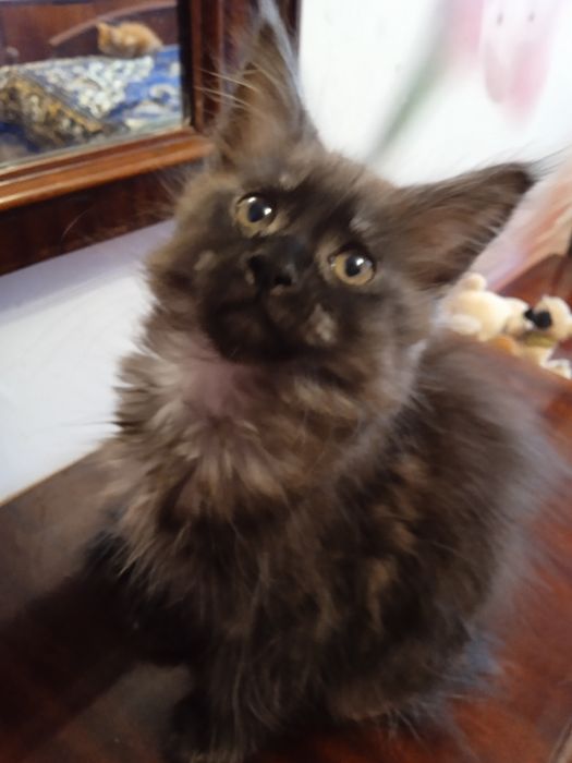 Гарненький двохмісячниймейн кунчик