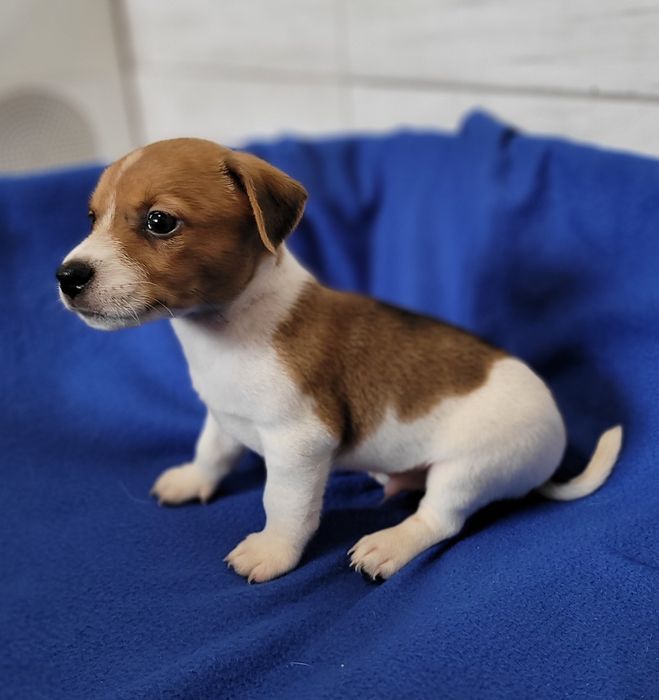 Jack Russell Terrier Maluszek Piękny