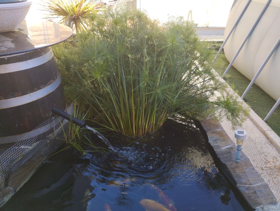 Papiros para jardim ou lago
