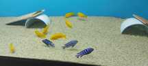 Pyszczaki Pseudotropheus Saulosi Tanganika Malawi