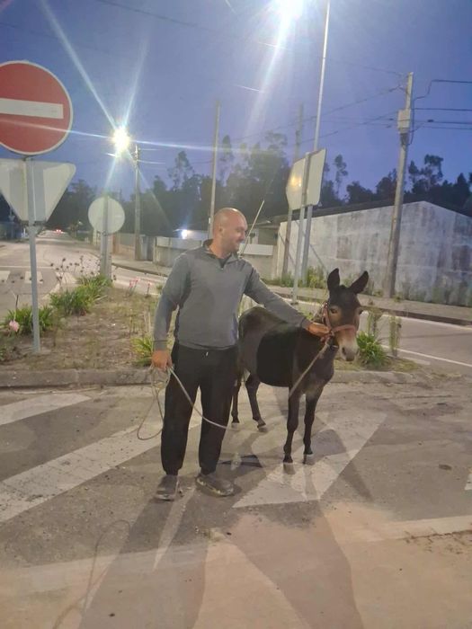 Vendo macho anão