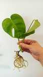 Monstera marmorata aurea