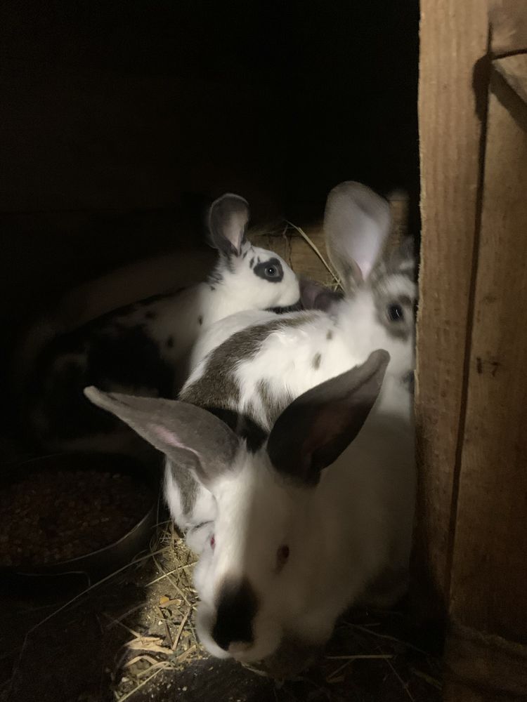 Кроликі різного віку